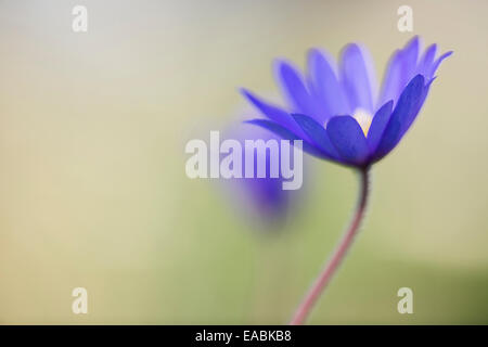 Winter Windflower, Anemone Blanda "Blautöne"., lila Thema. Stockfoto