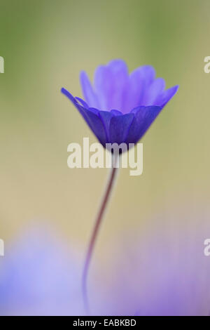 Winter Windflower, Anemone Blanda "Blautöne", lila Thema. Stockfoto