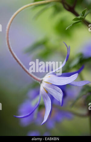 Winter Windflower, Anemone Blanda "Blautöne", lila Thema. Stockfoto