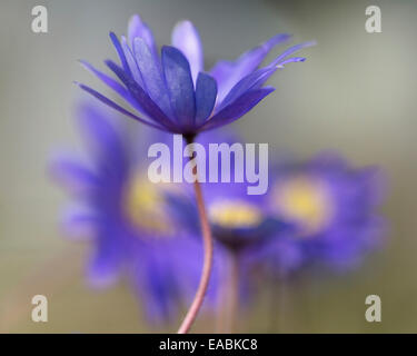 Winter Windflower, Anemone Blanda "Blautöne", lila Thema. Stockfoto