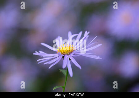 Gänseblümchen, Bergaster, Aster X frikartii 'Monch', lila Thema. Stockfoto