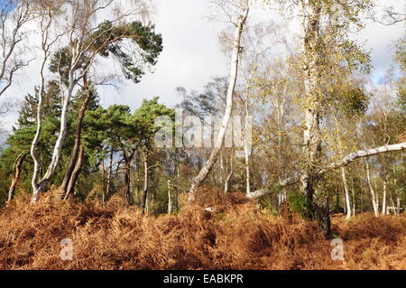 Holme Fen National Nature Reserve, Cambridgeshire Fens, Großbritannien Stockfoto