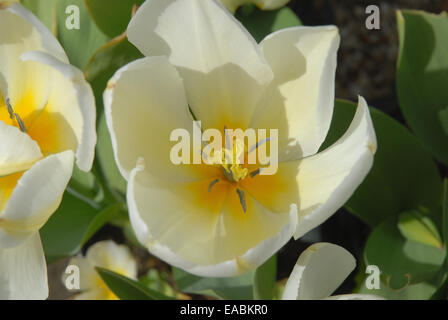 Tulipa Purissima (Fosteriana-Tulpe) Stockfoto