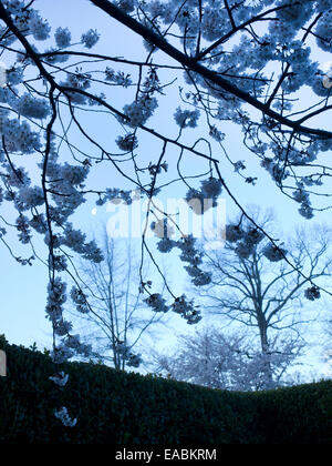 Frühling, Kirschblüten und Mond, Virginia Stockfoto