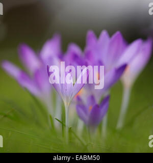 Krokus, Crocus Tommasinianus 'Barr Purple', lila Thema. Stockfoto