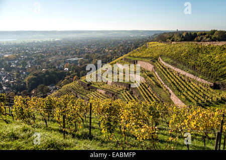 Radebeul Weinberge im Herbst, Elbtal, Sachsen, Deutschland Stockfoto