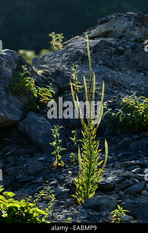 Schweißnaht Reseda Luteola in Blüte Stockfoto