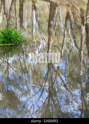 Reflexionen des Flusses rot Zahnfleisch (Eucalyptus Camaldulensis) in einem Bach in den Murrumbidgee Valley National Park, NSW, Australien Stockfoto