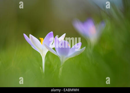 Krokus, frühen Krokus, Crocus Tommasinianus, lila Thema, grünen Hintergrund. Stockfoto