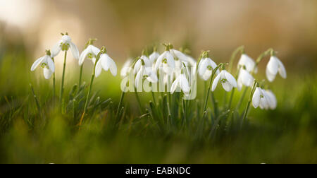 Schneeglöckchen, Galanthus Nivalis, weißes Objekt. Stockfoto