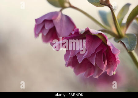 Nieswurz, Helleborus X hybridus 'Double Ellen Red', lila Thema. Stockfoto