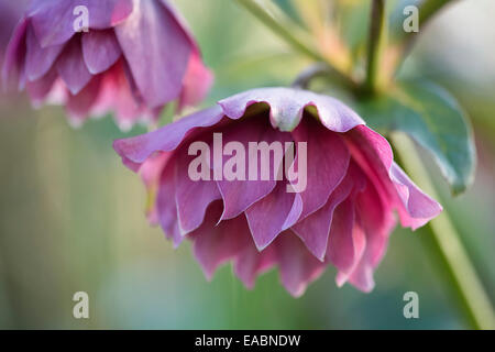 Nieswurz, Helleborus X hybridus 'Double Ellen Red', lila Thema. Stockfoto