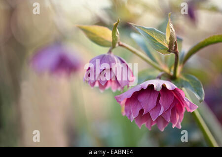 Nieswurz, Helleborus X hybridus 'Double Ellen Red', lila Thema. Stockfoto
