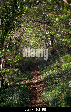 Wald, uk, Baum, Herbst, Norfolk, Blätter, gelb, East Anglia, England, England, Felbrigg, Farben, Farbe, tagsüber, Natur Stockfoto