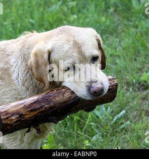 Bild von Labrador Retriever mit einem Stück des Protokolls Stockfoto