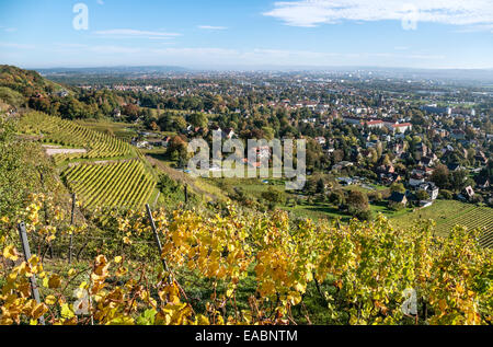 Radebeul Weinberge im Herbst, Elbtal, Sachsen, Deutschland Stockfoto