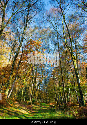 Ein Waldweg Mortimer im Herbst, in der Nähe von Ludlow, Shropshire, England. Stockfoto