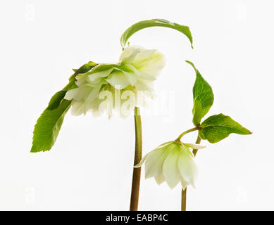 Nieswurz, Helleborus x Hybridus 'Double Ellen White', grünes Thema, weißen Hintergrund. Stockfoto