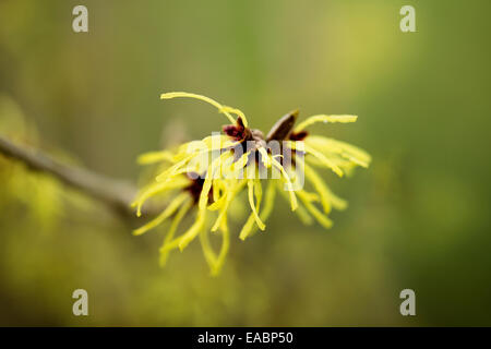 Zaubernuss, Hamamelis x intermedia 'Pallida', gelbe Subjekt, grünen Hintergrund. Stockfoto