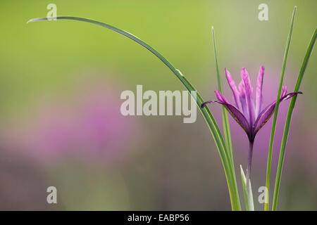 Iris, Iris Reticulata "Pauline", lila Thema grünen Hintergrund. Stockfoto