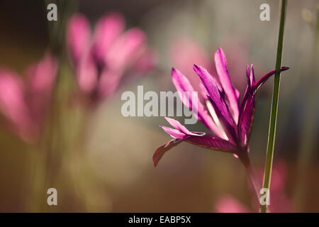 Iris, Iris Reticulata "Pauline", lila Thema. Stockfoto