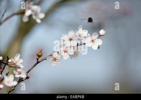 Kirsche, Wildkirsche, Prunus Avium, weißes Objekt. Stockfoto