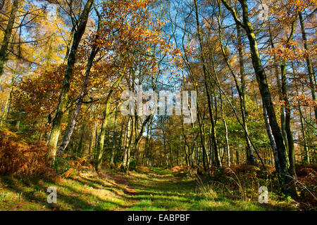 Ein Waldweg Mortimer im Herbst, in der Nähe von Ludlow, Shropshire, England. Stockfoto
