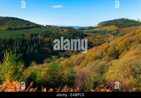 Herbstfärbung in Mortimer Wald, in der Nähe von Ludlow, Shropshire, England. Stockfoto