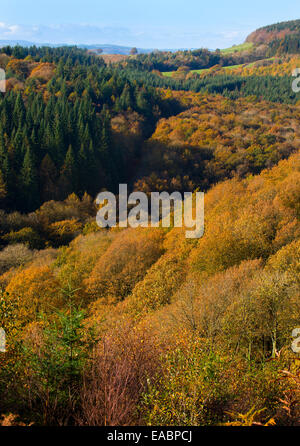 Herbstfärbung in Mortimer Wald, in der Nähe von Ludlow, Shropshire, England. Stockfoto