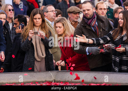 Trafalgar Square in London, 11. November 2014. Hunderten versammeln sich am Trafalgar Square, Auftritte von Britain es Got Talent Gewinner Collabro, folk-Duo The Shires, New Zealand Musiktrio Sol3 Mio, London Welsh Male Voice Choir, vor zwei Minuten Stille am 11:00 um das Ende von Weltkrieg einer 96 Jahren kennzeichnen zuzuhören. Unter der Menge waren ex-Soldaten und Frauen, Kinder und Touristen. Bild: Mitglieder der Öffentlichkeit Mohn Blütenblätter in die Trafalagar Square-Brunnen werfen. Stockfoto