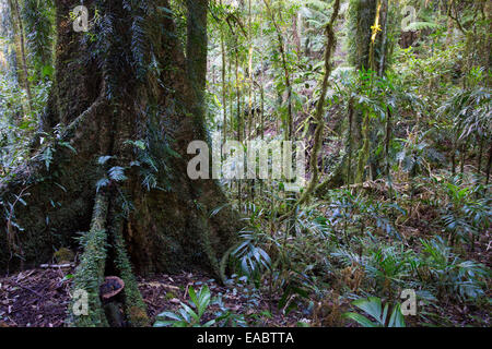 Antarktis Buche, Nothofagus Moorei im Border Ranges National Park, NSW, Australien Stockfoto