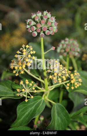 Blühende gemeinsame Ivy Hedera helix Stockfoto