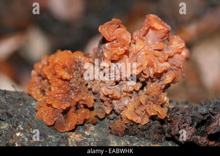 Grünen Gehirn Tremella foliacea Stockfoto