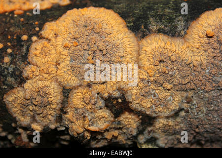 Faltige Kruste Pilze Phlebia radiata Stockfoto