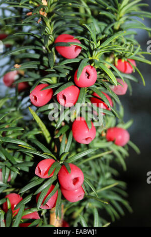 Eibe Baum mit "Beeren" - eigentlich eine helle rote Aril umgibt die Samen Stockfoto