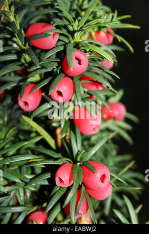 Eibe Baum mit "Beeren" - eigentlich eine helle rote Aril umgibt die Samen Stockfoto