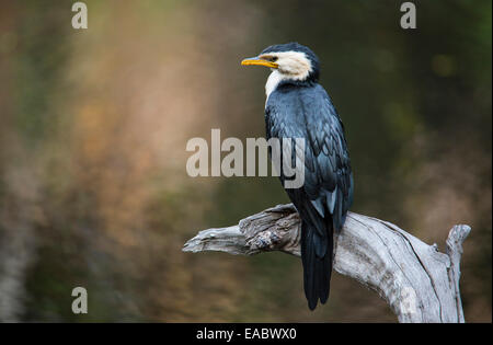 Wenig Pied Kormoran (Microcarbo Melanoleucos), NSW, Australien Stockfoto