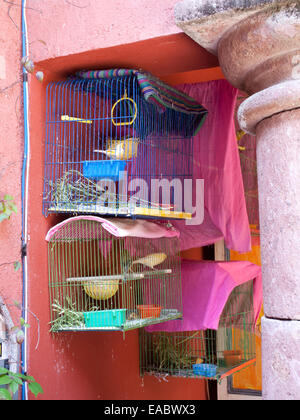 Käfig Kanarienvogel in Garten Stockfoto