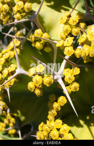 Kuh Horn, Euphorbia Grandicornis, gelben Gegenstand, grünen Hintergrund. Stockfoto