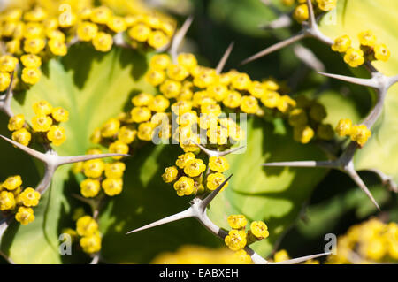 Hazel, Cob-Nuss Corylus Avellana, gelbe Thema grünen Hintergrund. Stockfoto