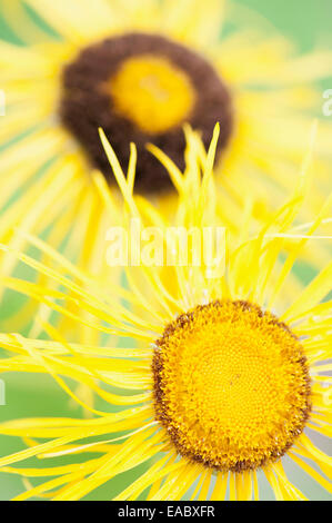 Alant, Inula Helenium, gelbe Thema. Stockfoto