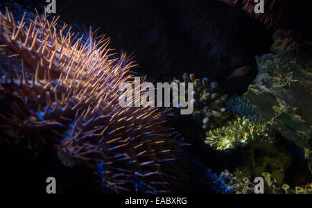 Dornenkronen-Seestern (Acanthaster Planci) in das Sydney Aquarium, Australien Stockfoto