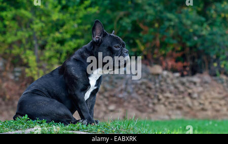 Französische Bulldogge, Sanabria, Zamora, Spanien, Canon EOS 30D Stockfoto