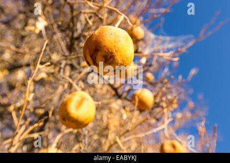 Tote und sterbende Orangenbäume, die nicht mehr Wasser in der Nähe von Bakersfield, Kalifornien, USA zu bewässern haben aufgegeben. Nach einer noch nie da gewesenen vier Jahr lang Dürre ist Bakersfield nun die trockenste Stadt in den USA. Die meisten von Kalifornien ist in außergewöhnliche Trockenheit, Dürre Klassifizierung auf höchstem Niveau. 428.000 Hektar landwirtschaftlicher Flächen wurden aus der Produktion wegen des Mangels an Wasser, Tausende von landwirtschaftlichen Arbeitern ihren Arbeitsplatz verloren haben und ein Drittel aller Kinder in Kalifornien hungrig zu Bett gehen. Stockfoto