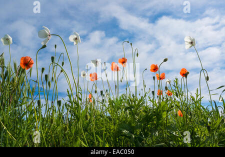 Weißen und roten Mohnblumen gegen blauen Himmel mit weißen Wolken an einem klaren Frühlingstag. Stockfoto