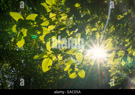 Sonnenstrahl shinning durch die grünen Blätter der Bäume im Wald. Stockfoto