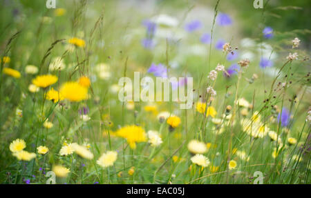 Wildblumen in einer Bergwiese im Sommer. Stockfoto