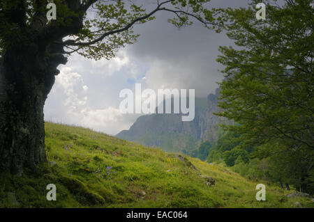 Alter Baumbestand umrahmen eine Berglandschaft mit Wiese und einem Wasserfall, der von hohen Felsen herunterfallen. Stockfoto