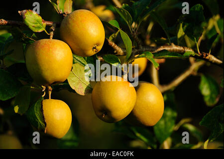 AUF EINEM APFELBAUM WACHSEN MOSTÄPFEL Stockfoto