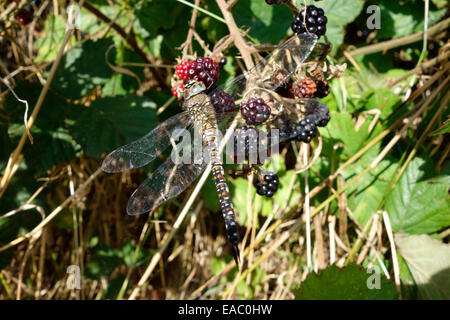 Weibliche Migranten Hawker Libelle (Aeshna Mixta) ruht auf Brombeeren Stockfoto
